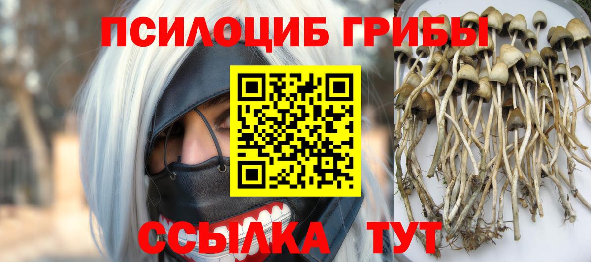 Псилоцибиновые грибы Cubensis  Вход с VPN  Псилоцибиновые грибы Psilocybe  купить наркотики сайты  Зерноград 